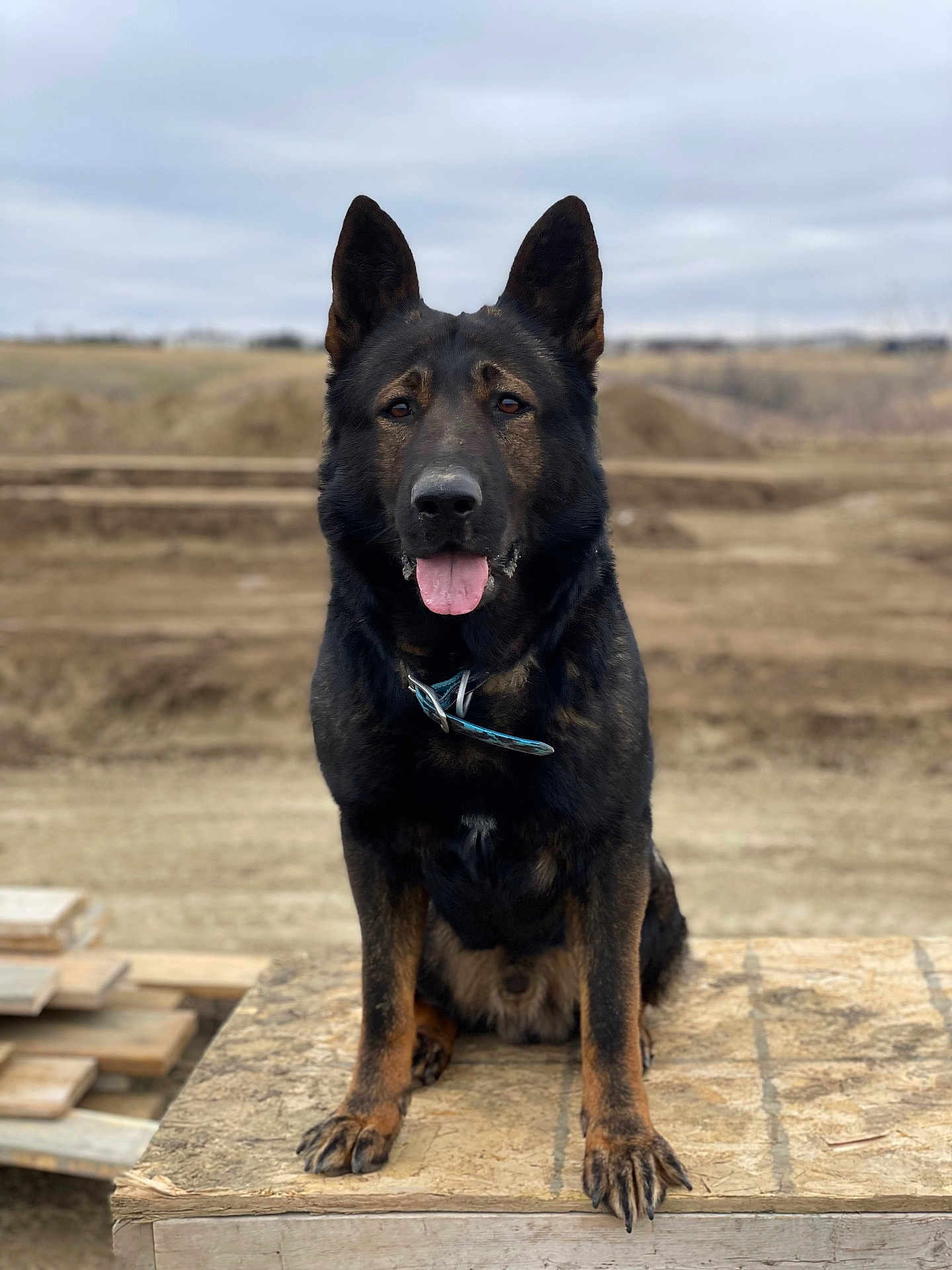 Diablo joined the competition — help win amazing prizes! dog, german_shepherd, animal, pet, outdoor, sitting, wooden_platform, ears_up, tongue_out, brown, black, fur, collar, nature, field, cloudy_sky, canine, alert, portrait, alone