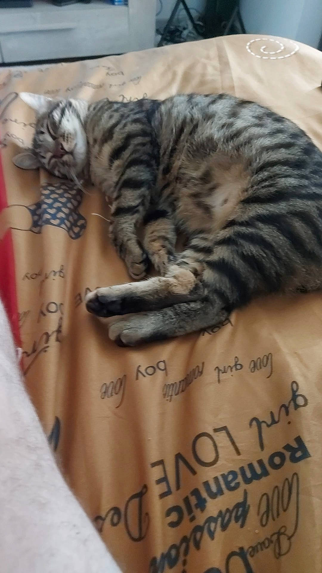 Arthur a rejoint le concours — aidez-le/la à gagner de superbes lots ! carnivore, cat, claw, comfort, domestic_short_haired_cat, felidae, font, fur, grey, nap, pattern, paw, sleep, sleeve, small_to_medium_sized_cats, snout, tail, textile, whiskers, wood