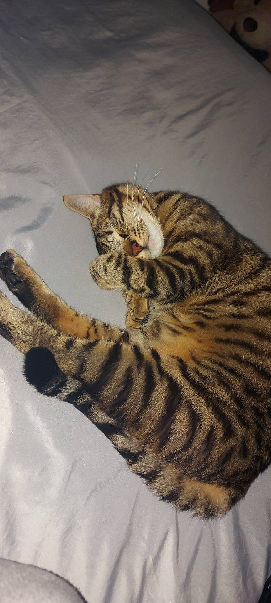 Arthur participe au concours pour gagner de l'argent avec cette photo : art, carnivore, cat, claw, domestic_short_haired_cat, fawn, felidae, foot, fur, paw, small_to_medium_sized_cats, snout, tail, terrestrial_animal, whiskers, wildlife