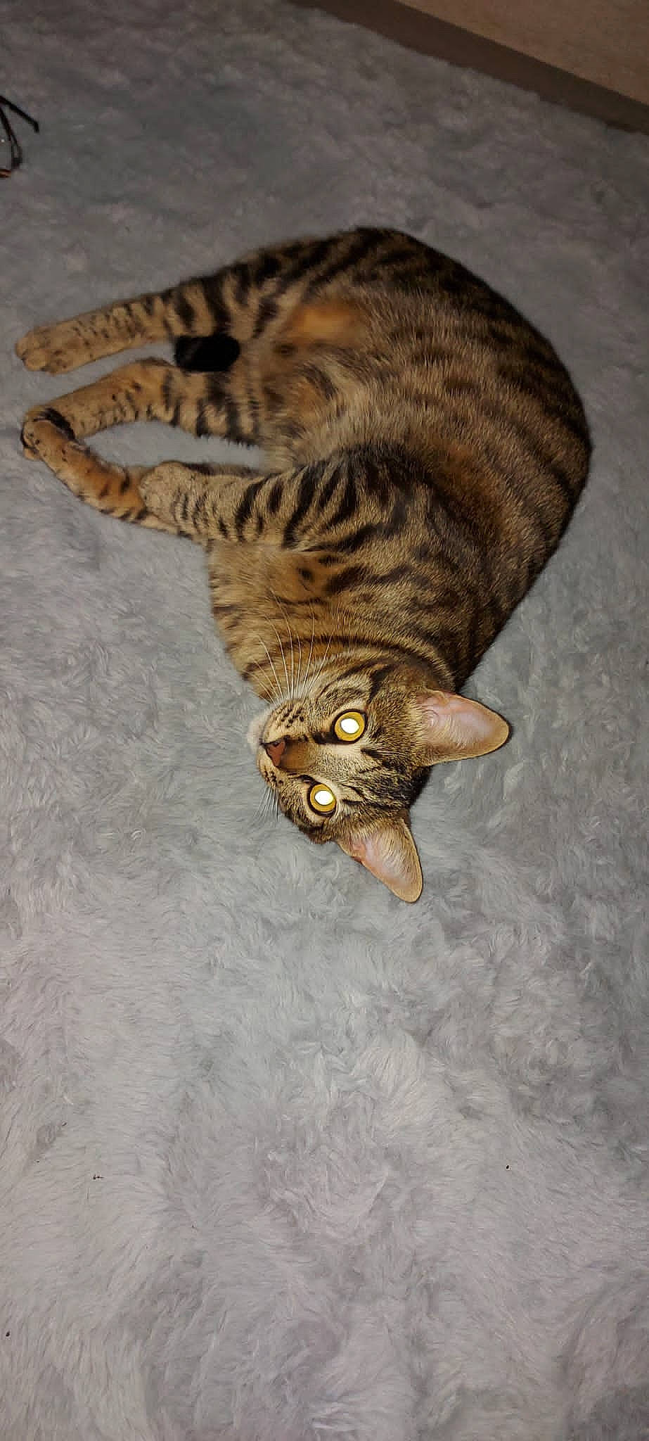 Arthur a rejoint le concours — aidez-le/la à gagner de superbes lots ! carnivore, cat, claw, domestic_short_haired_cat, fawn, felidae, fur, small_to_medium_sized_cats, tail, terrestrial_animal, tiger, whiskers, wood