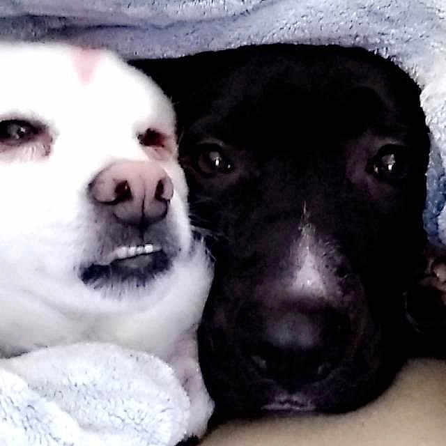 Popeye is registered to the contest to win money with this photo: american_pit_bull_terrier, borador, canidae, carnivore, companion_dog, dog, dog_breed, labrador_retriever, nose, pit_bull, puppy, puppy_love, snout, sporting_group
