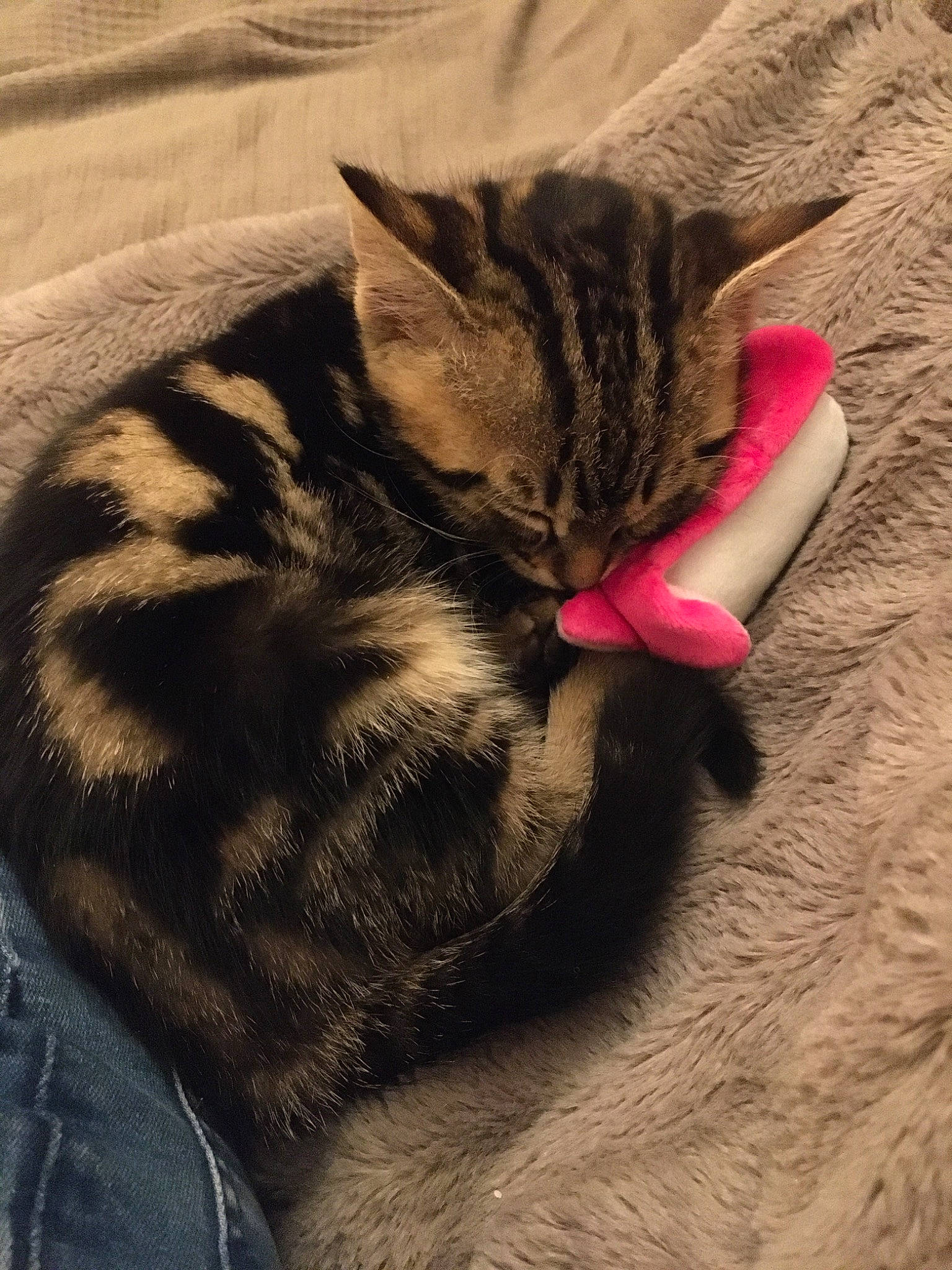 Tweety participe au concours pour gagner de l'argent avec cette photo : american_shorthair, asian, california_spangled, carnivore, cat, domestic_short_haired_cat, dragon_li, ear, european_shorthair, fawn, felidae, fur, kitten, nap, paw, sleep, small_to_medium_sized_cats, tabby_cat, tail, whiskers