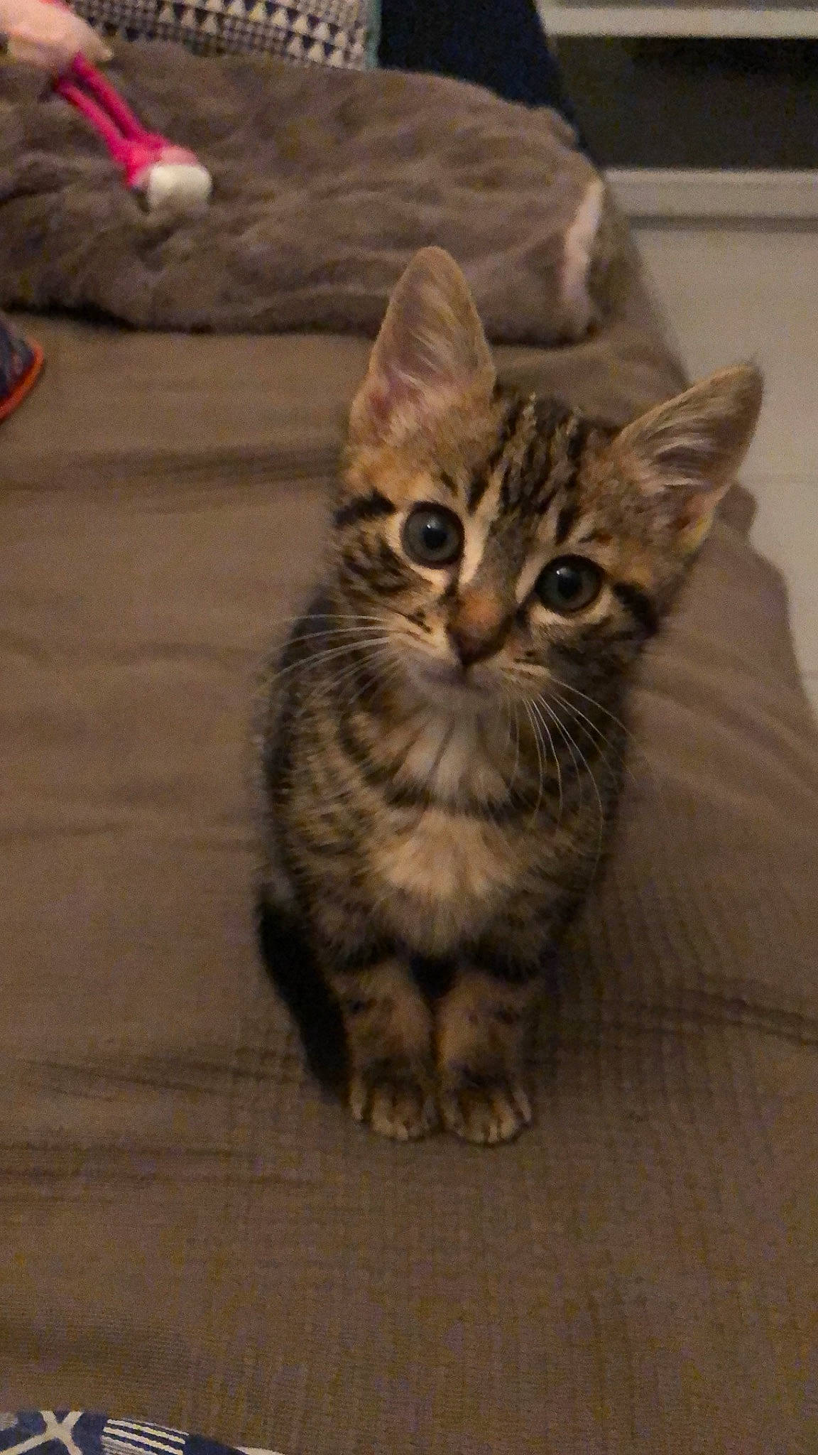 Tweety a rejoint le concours — aidez-le/la à gagner de superbes lots ! american_bobtail, american_shorthair, asian, australian_mist, bengal, california_spangled, carnivore, cat, domestic_short_haired_cat, dragon_li, european_shorthair, felidae, kitten, mammal, pixie_bob, small_to_medium_sized_cats, sokoke, tabby_cat, vertebrate, whiskers