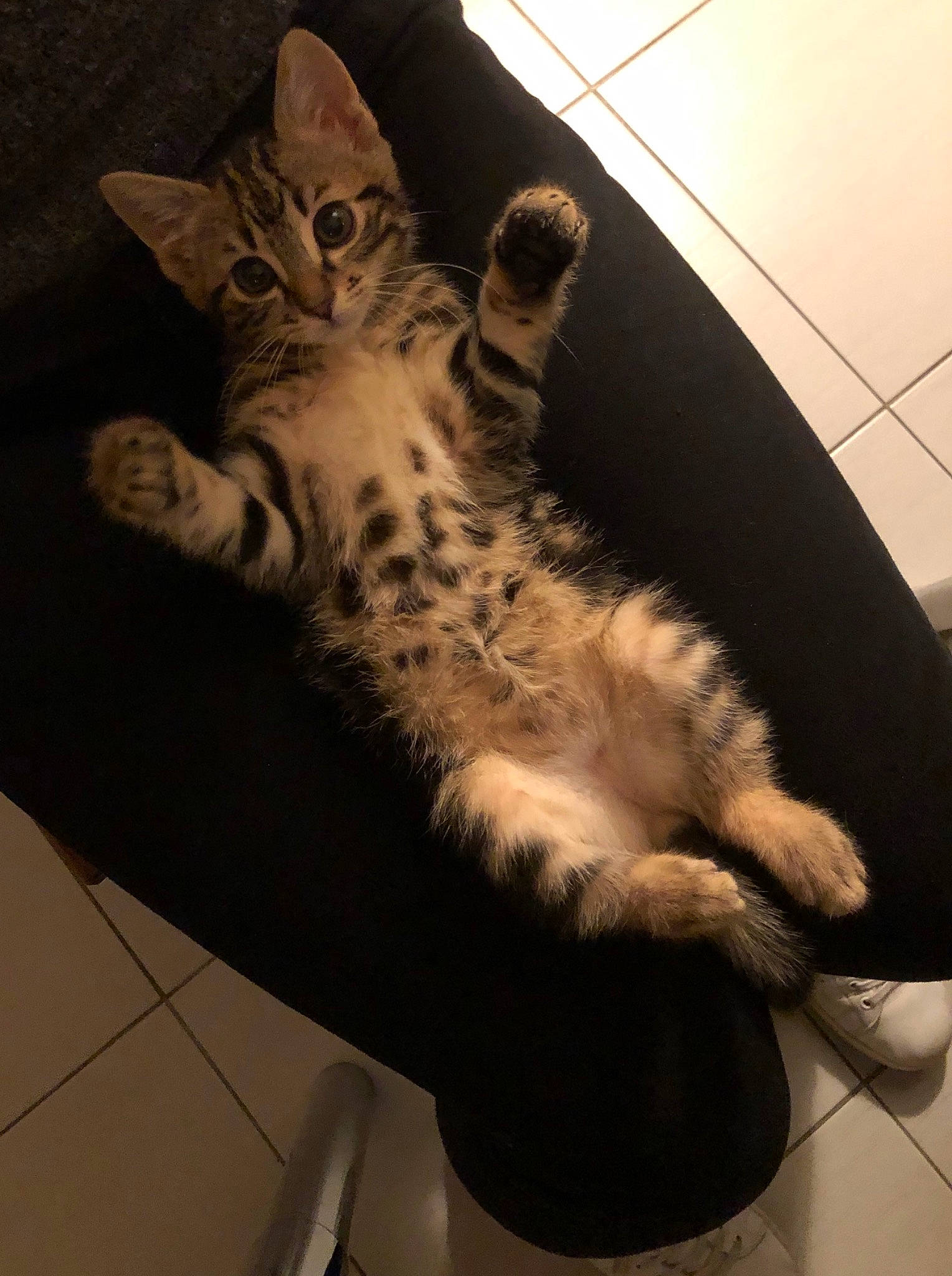 Tweety participe au concours pour gagner de l'argent avec cette photo : american_shorthair, asian, california_spangled, carnivore, cat, domestic_short_haired_cat, dragon_li, egyptian_mau, european_shorthair, felidae, fur, kitten, mammal, ocicat, paw, savannah, small_to_medium_sized_cats, tabby_cat, tail, whiskers