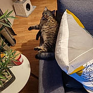 Naps participe au concours pour gagner de l'argent avec cette photo : cat, tabby, fluffy, couch, pillow, living_room, wood_floor, plant, table, cat_tree, cozy, furniture, indoor, relaxed, pet, home, animal, fur, resting, curious