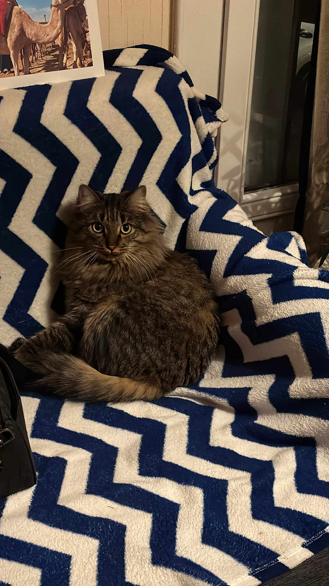 Naps participe au concours pour gagner de l'argent avec cette photo : cat, tabby, feline, pet, indoor, blanket, zigzag_pattern, chair, cozy, fur, whiskers, curled_up, looking_at_camera, photograph, camel, window, home, comfort, animal, resting