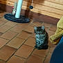 Naps participe au concours pour gagner de l'argent avec cette photo : kitten, cat, pet, indoor, floor, scratching_post, toy, wooden_wall, curious, fur, small, cute, animal, tabby, eyes, sitting, home, cozy, tile, playful