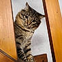 Naps participe au concours pour gagner de l'argent avec cette photo : cat, tabby, pet, curious, wood, indoor, animal, whiskers, feline, cute, closeup, face, ears, eyes, fur, staircase, home, looking, sitting, portrait