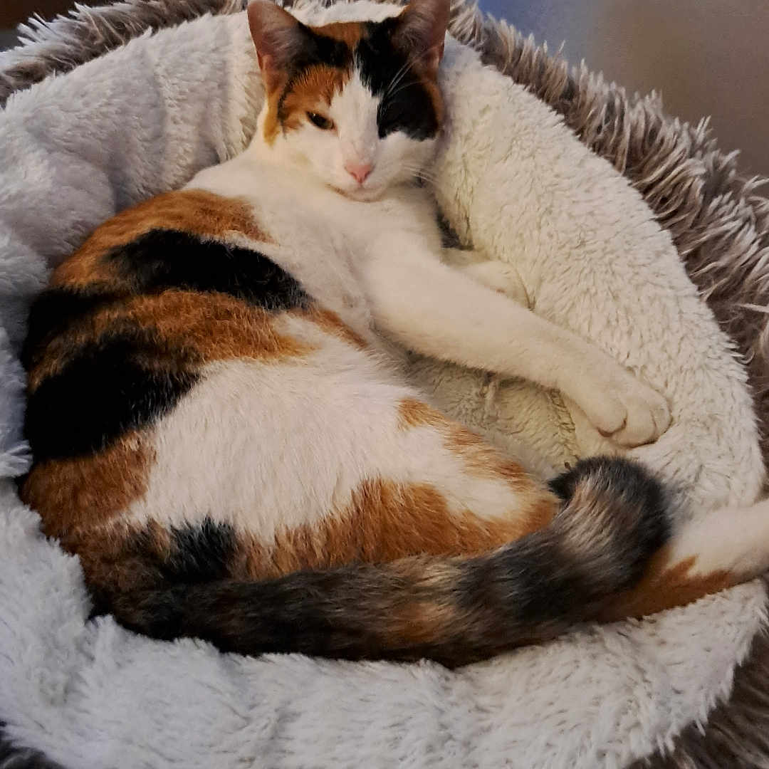 Milow a rejoint le concours — aidez-le/la à gagner de superbes lots ! abyssinian, animal, basket, bed, blanket, canine, cat, couch, cradle, dog, dogbed, furniture, hardwood, homedecor, kitten, manx, person, pet, sleeping, wood