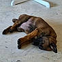 Alba participe au concours pour gagner de l'argent avec cette photo : puppy, dog, sleeping, floor, marble_floor, brown_fur, black_muzzle, indoor, resting, pet, animal, canine, young_dog, relaxed, paw, ear, white_chair_leg, quiet, calm, domestic