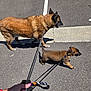 dog, puppy, leash, walking, pavement, sidewalk, parking_lot, hand, outdoor, sunny, shadow, brown_dog, canine, pet, animal, collar, walking_dog, person, footpath, daytime