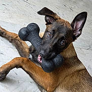 Alba a rejoint le concours — aidez-le/la à gagner de superbes lots ! alert, animal, black_bone, brown_fur, canine, chewing, close_up, curious, dog, ears_up, friendly, indoor, lying_down, marble_floor, pet, pet_toy, playful, puppy, toy, young_dog