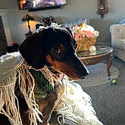 Ellie is registered to the contest to win money with this photo: dog, dachshund, blanket, indoor, living_room, table, flower_basket, clock, carpet, lamp, couch, sunlight, fur, pet, cozy, portrait, curious, fringes, decor, home