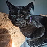 Ozzie joined the competition — help win amazing prizes! black_cat, cat, pet, feline, animal, sleeping, resting, blanket, soft, cozy, indoor, fur, whiskers, ears, paw, sunlight, shadow, relaxed, closeup, bed