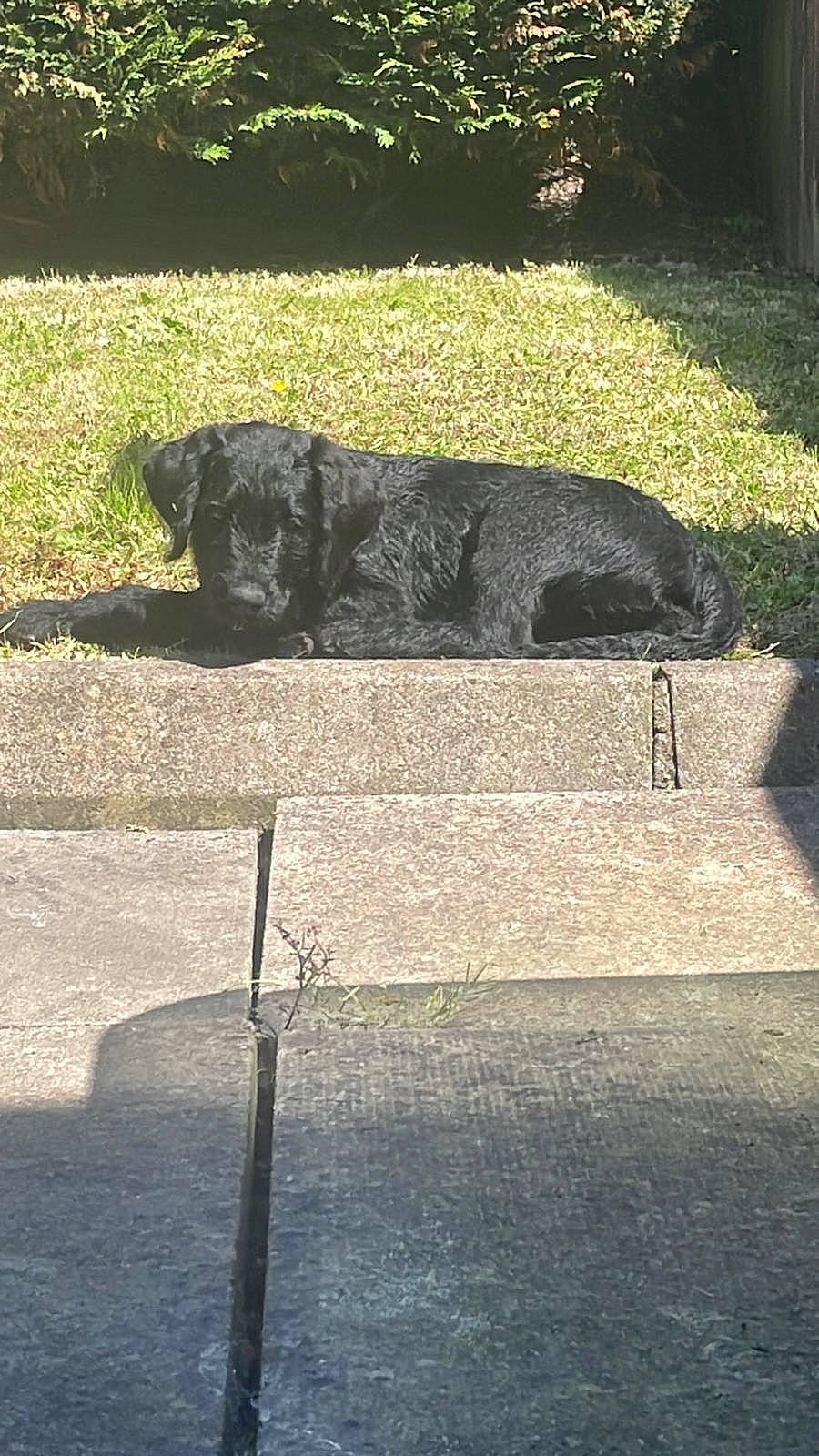 Grace joined the competition — help win amazing prizes! art, asphalt, carnivore, companion_dog, dog, dog_breed, flagstone, flooring, grass, landscape, plant, road_surface, rock, shade, shadow, sidewalk, snout, soil, tail, tints_and_shades