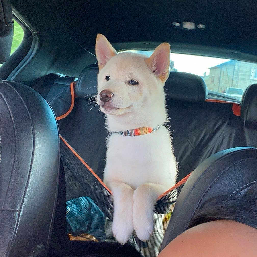 Ice participe au concours pour gagner de l'argent avec cette photo : accessories, animal, belt, canine, car, car_interior, carseat, cushion, dog, face, head, homedecor, person, pet, photography, portrait, puppy, strap, transportation, vehicle
