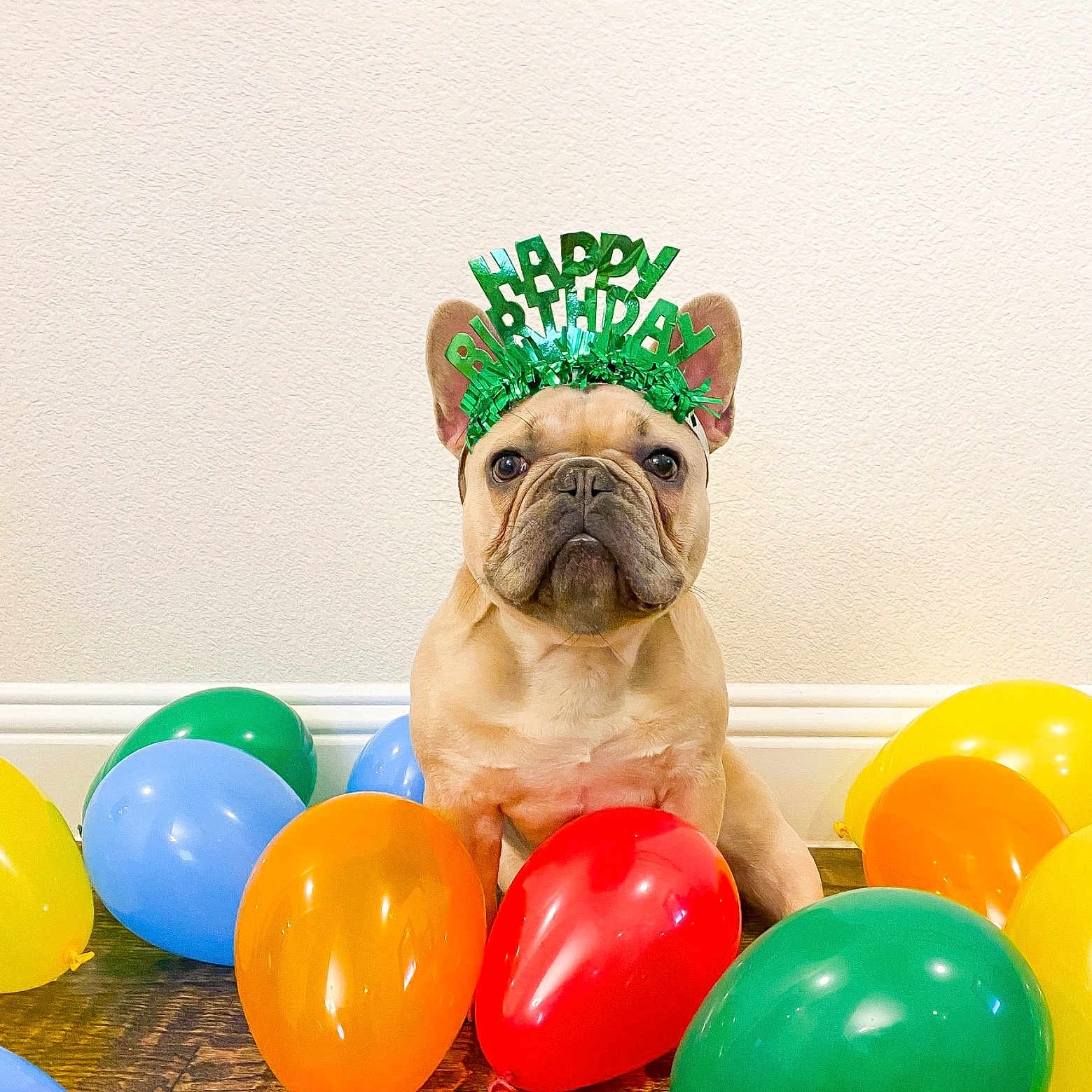 Legend is registered to the contest to win money with this photo: ball, balloon, bulldog, canidae, carnivore, companion_dog, dog, dog_breed, dog_toy, fawn, french_bulldog, non_sporting_group, party_supply, pug, puppy, toy_bulldog