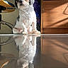 dog, reflection, floor, chair, wooden_cabinet, sunlight, indoor, pet, fur, white, black, small_dog, seated, shadow, home, cozy, animal, cute, quiet, calm