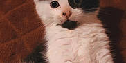 Iris a rejoint le concours — aidez-le/la à gagner de superbes lots ! animal, black_and_white, blanket, blue, brown, cat, cozy, cute, feline, fur, indoor, kitten, mammal, paw, pet, portrait, relaxed, texture, whiskers, young