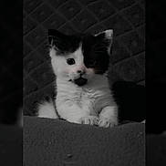 Iris participe au concours pour gagner de l'argent avec cette photo : animal, black_and_white, cat, closeup, curious, cute, domestic, face, fur, furry, indoor, kitten, mammal, pet, playful, resting, small, soft, whiskers, young