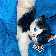 Iris participe au concours pour gagner de l'argent avec cette photo : kitten, cat, black_and_white, feline, pet, animal, blue_blanket, cozy, cute, paw, fur, whiskers, young, indoor, stretching, soft, sleepy, adorable, closeup, resting
