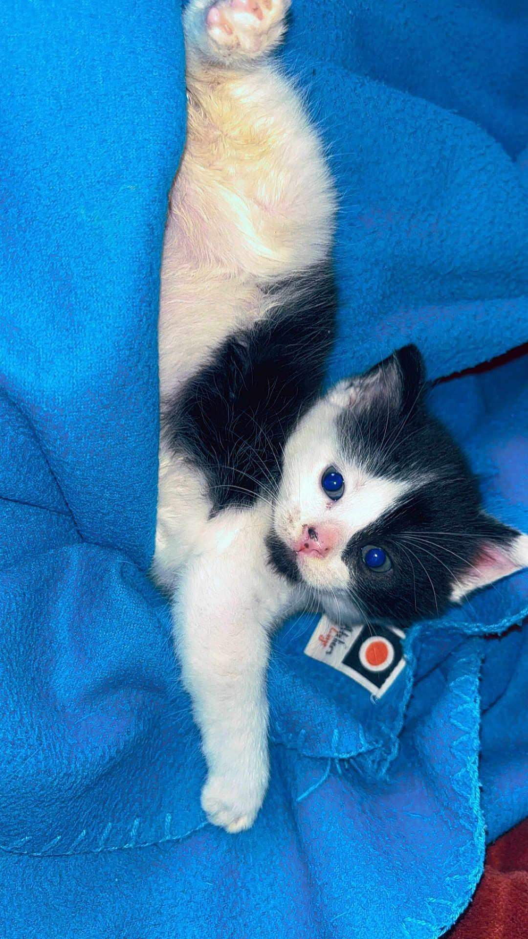 Iris participe au concours pour gagner de l'argent avec cette photo : kitten, cat, black_and_white, feline, pet, animal, blue_blanket, cozy, cute, paw, fur, whiskers, young, indoor, stretching, soft, sleepy, adorable, closeup, resting