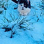 Ulysse participe au concours pour gagner de l'argent avec cette photo : animal, backyard, black_and_white_cat, cat, cold, ears, feline, field, grass, lawn, nature, outdoor, paws, pet, playful, portrait, snow, stare, whiskers, winter