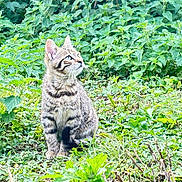 Lilas participe au concours pour gagner de l'argent avec cette photo : cat, kitten, tabby, greenery, plants, foliage, outdoor, nature, grass, leaves, yellow_flower, animal, pet, sitting, curious, young_cat, mammal, wildlife, daylight, small_animal