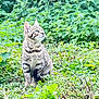cat, kitten, tabby, greenery, plants, foliage, outdoor, nature, grass, leaves, yellow_flower, animal, pet, sitting, curious, young_cat, mammal, wildlife, daylight, small_animal