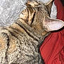 Lilas a rejoint le concours — aidez-le/la à gagner de superbes lots ! bed, bedding, blanket, cat, close_up, cozy, domestic_animal, ear, fur, grey, indoor, pet, red, resting, sleeping, snuggling, stripes, tabby, texture, whiskers