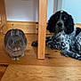 rabbit, dog, wooden_floor, wooden_table, indoor, pet, animal, furry, black_and_white, grey_rabbit, floor, table_leg, domestic, companion, cute, relaxed, curious, looking, resting, home