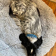 Simba a rejoint le concours — aidez-le/la à gagner de superbes lots ! dog, pet, bed, fluffy, collar, resting, sleeping, wooden_floor, indoor, fur, black_and_white, curled_up, cozy, spot_pattern, animal, quiet, relaxation, domestic, companion, comfort