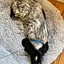 dog, pet, bed, fluffy, collar, resting, sleeping, wooden_floor, indoor, fur, black_and_white, curled_up, cozy, spot_pattern, animal, quiet, relaxation, domestic, companion, comfort