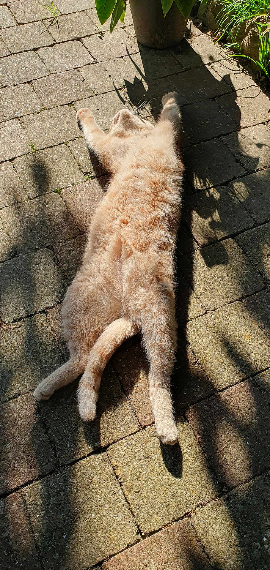 Lutti
