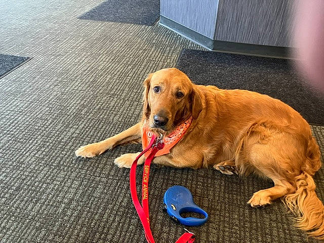 Sadie is registered to the contest to win money with this photo: carnivore, collar, companion_dog, dog, dog_breed, dog_collar, dog_supply, fashion_accessory, fawn, flooring, gun_dog, leash, liver, paw, pet_supply, plant, retriever, tail, toy, working_animal