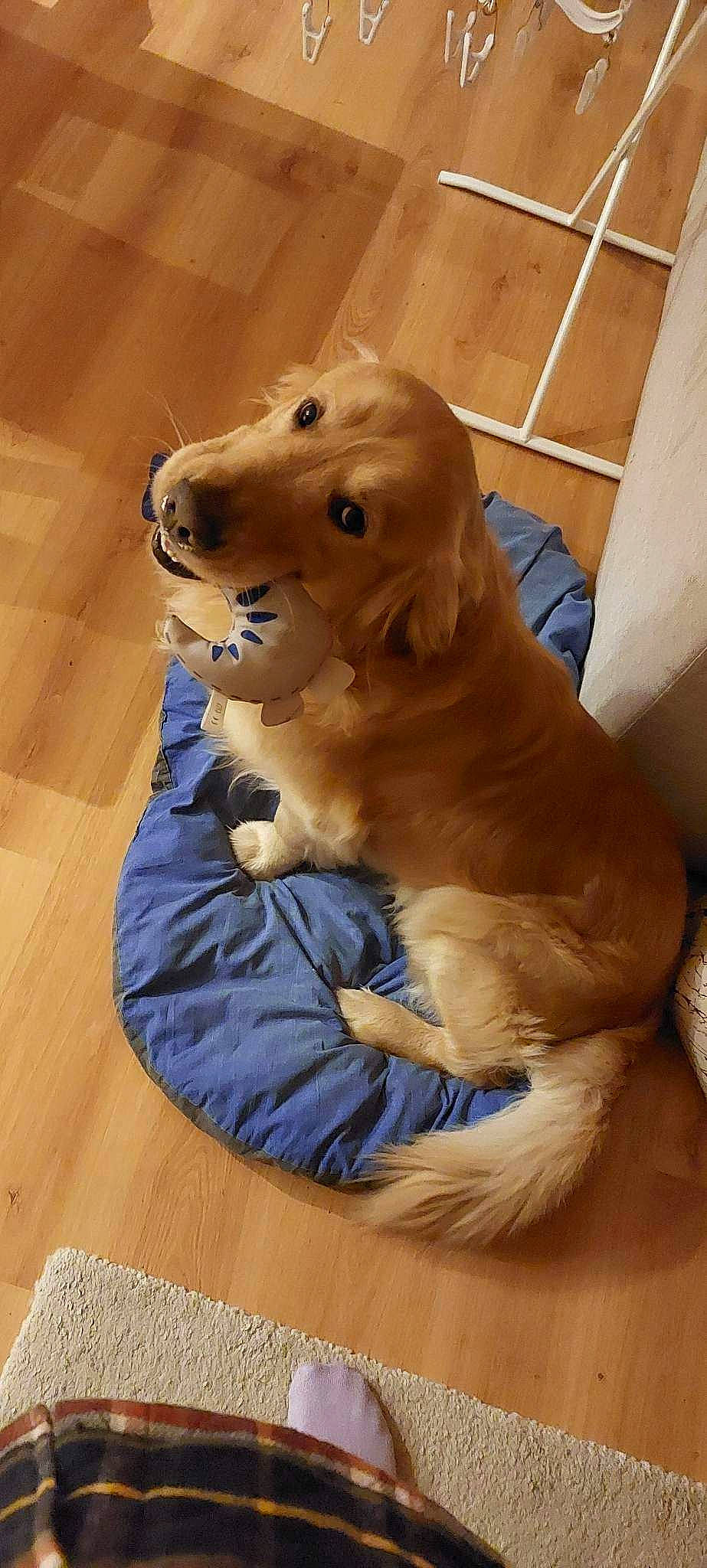 Otto a rejoint le concours — aidez-le/la à gagner de superbes lots ! canidae, carnivore, companion_dog, dog, dog_breed, fawn, flooring, fur, gun_dog, hardwood, labrador_retriever, liver, puppy, retriever, snout, sporting_group, terrestrial_animal, whiskers, wood, working_animal