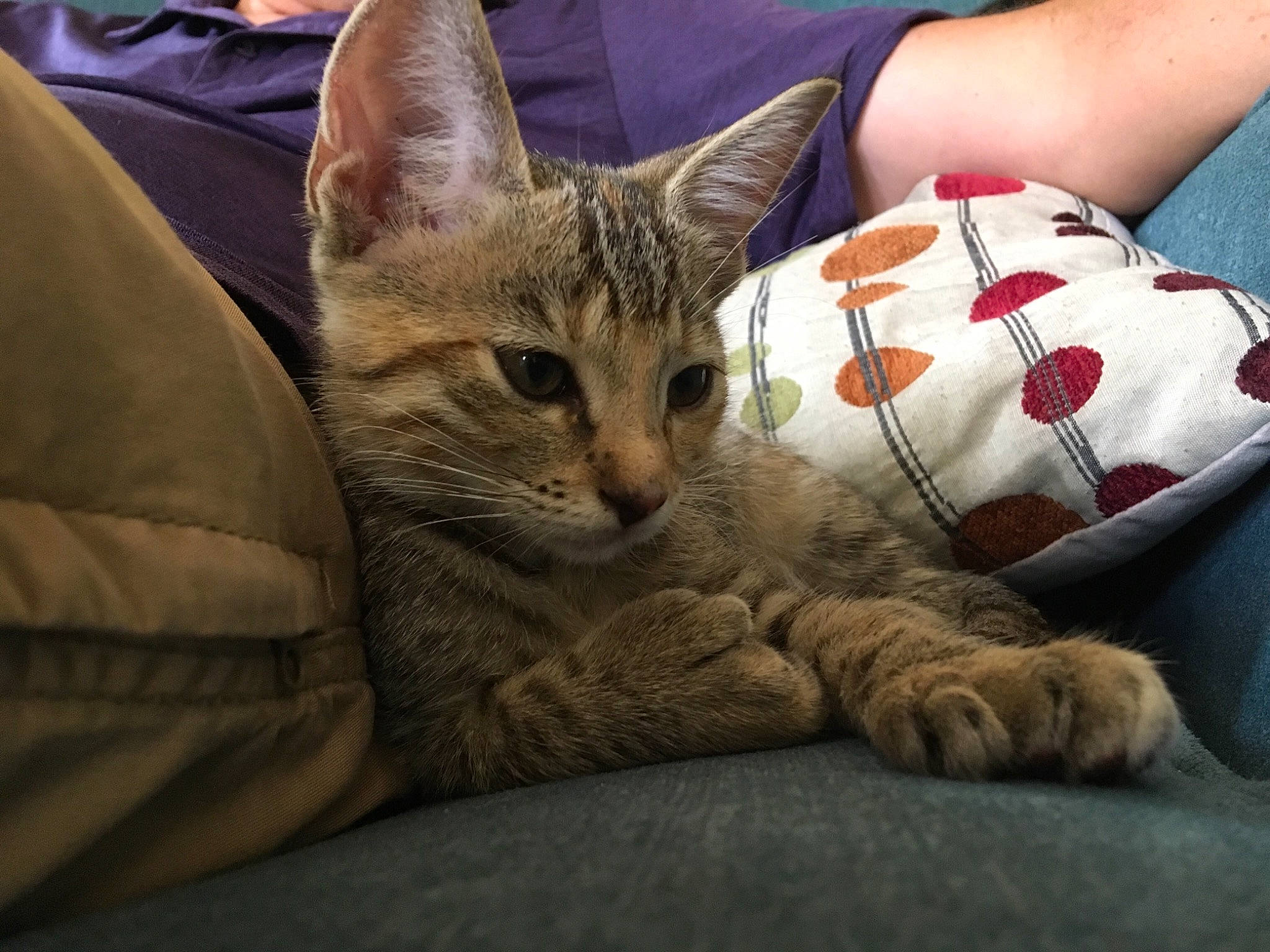 Fisher joined the competition — help win amazing prizes! arabian_mau, asian, australian_mist, bengal, california_spangled, carnivore, cat, domestic_short_haired_cat, dragon_li, egyptian_mau, european_shorthair, felidae, kitten, mammal, ocicat, small_to_medium_sized_cats, tabby_cat, toyger, vertebrate, whiskers