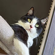 Titou a rejoint le concours — aidez-le/la à gagner de superbes lots ! cat, black_and_white, green_eyes, whiskers, perched, curious, indoor, pet, feline, fur, close_up, looking_down, cozy, soft_texture, window, natural_light, alert, animal, cute, domestic