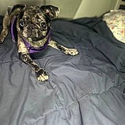 Izzy joined the competition — help win amazing prizes! animal, bed, bedspread, brindle, canine, companion, curious, cute, dog, domestic_animal, fur, indoor, looking_at_camera, pet, pet_accessory, portrait, pug, purple_harness, resting, small_dog