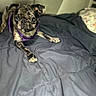 animal, bed, bedspread, brindle, canine, companion, curious, cute, dog, domestic_animal, fur, indoor, looking_at_camera, pet, pet_accessory, portrait, pug, purple_harness, resting, small_dog