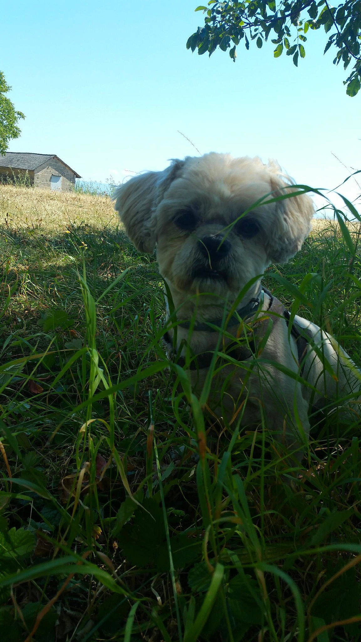 Micky a rejoint le concours — aidez-le/la à gagner de superbes lots ! agriculture, art, carnivore, companion_dog, dog, dog_breed, fawn, grass, grass_family, grassland, plant, plant_community, rural_area, sky, snout, toy_dog, tree, vegetation, window, working_animal