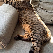 Callie joined the competition — help win amazing prizes! cat, tabby, feline, pet, indoor, couch, furniture, sunlight, relaxed, resting, striped, whiskers, paw, tail, home, cozy, stretching, comfortable, domestic_animal, living_room