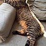 cat, tabby, feline, pet, indoor, couch, furniture, sunlight, relaxed, resting, striped, whiskers, paw, tail, home, cozy, stretching, comfortable, domestic_animal, living_room