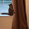 cat, tabby_cat, curtain, window, windowsill, bed, bedding, indoor, pet, animal, feline, brown, greenery, peek, mischievous, cozy, home, curious, resting, daylight