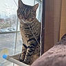 cat, tabby, window, curtain, hammock, indoor, pet, looking, feline, animal, holiday_lights, glass, daylight, suction_cup, whiskers, striped, domestic, cozy, home, resting