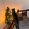 cat, tabby_cat, bed, blanket, pillow, christmas_tree, lights, carpet, wall, frame, wooden_bed, indoor, pet, curious, feline, decor, holiday, night, cozy, furniture