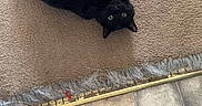 Binx joined the competition — help win amazing prizes! black_cat, carpet, floor_tile, frayed_carpet_edge, green_eyes, indoor, pet, relaxed, upside_down, curious, animal, feline, home, candid, large_object, blue_object, human_toes, cozy, domestic, resting