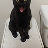 Binx joined the competition — help win amazing prizes! black_cat, cat, pet, animal, feline, yellow_eyes, sitting, mouth_open, indoor, plastic_surface, light_switch, beige_wall, cute, curious, whiskers, ears, fur, domestic_cat, looking_at_camera, young_cat