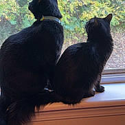 Binx joined the competition — help win amazing prizes! cat, black_cat, window, windowsill, indoor, pets, animal, feline, tail, ears, looking_outside, nature_view, screen, domestic_cat, two_animals, companions, curious, quiet, daylight, house