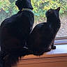 cat, black_cat, window, windowsill, indoor, pets, animal, feline, tail, ears, looking_outside, nature_view, screen, domestic_cat, two_animals, companions, curious, quiet, daylight, house